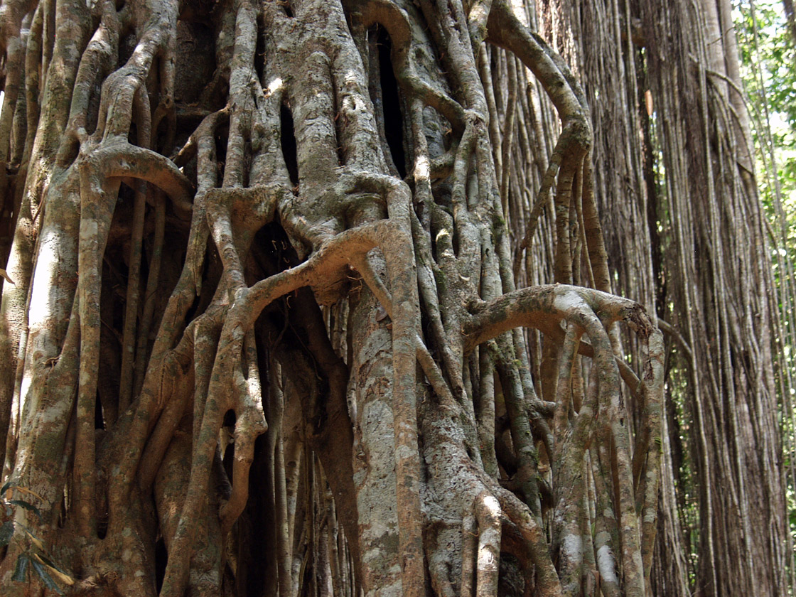 Изображение особи Ficus virens.