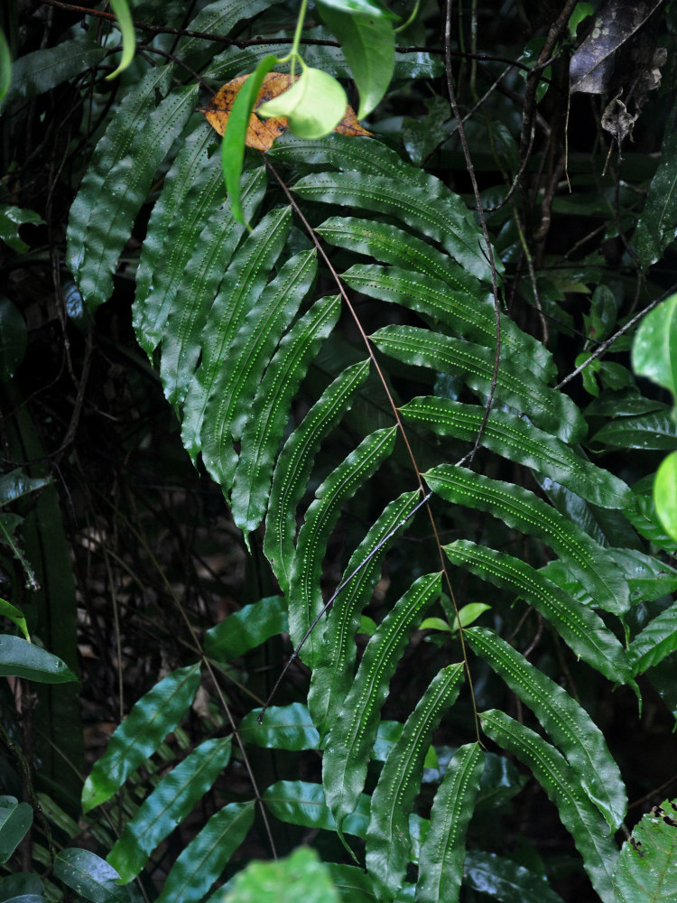 Image of Goniophlebium percussum specimen.