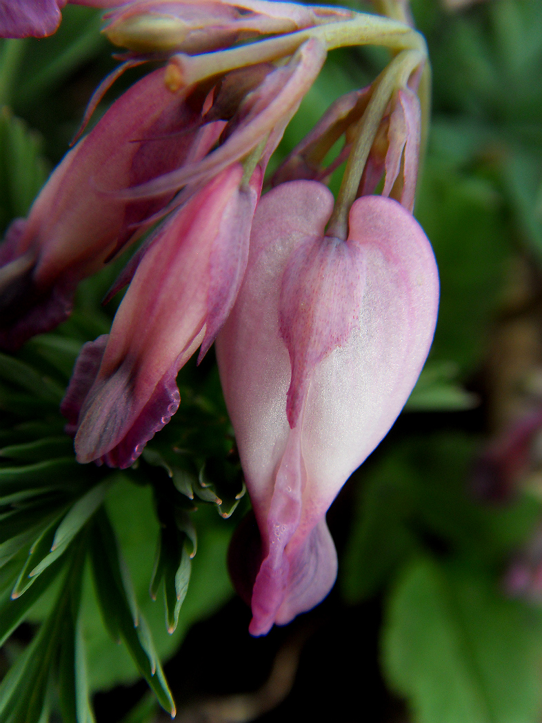 Image of Dicentra formosa specimen.