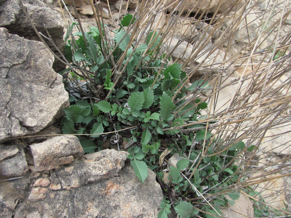 Image of Cephalaria charadzeae specimen.