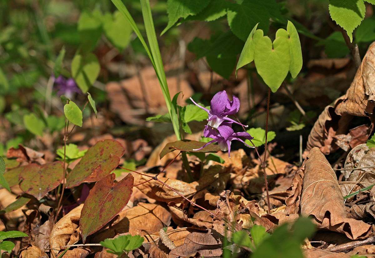 Изображение особи Epimedium macrosepalum.