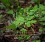 Pulmonaria obscura. Верхушка растения с соплодиями. Пермский край, Оханский р-н, Тулумбаихинское сельское поселение, Кунчурихинский бор, смешанный лес. 27.05.2018.