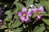 Lagunaria patersonia. Цветки и листья. Израиль, г. Бат-Ям, в озеленении. 13.05.2018.