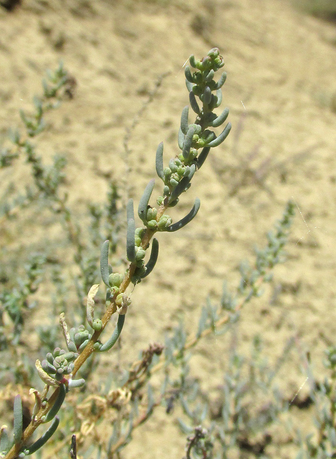 Image of Suaeda dendroides specimen.