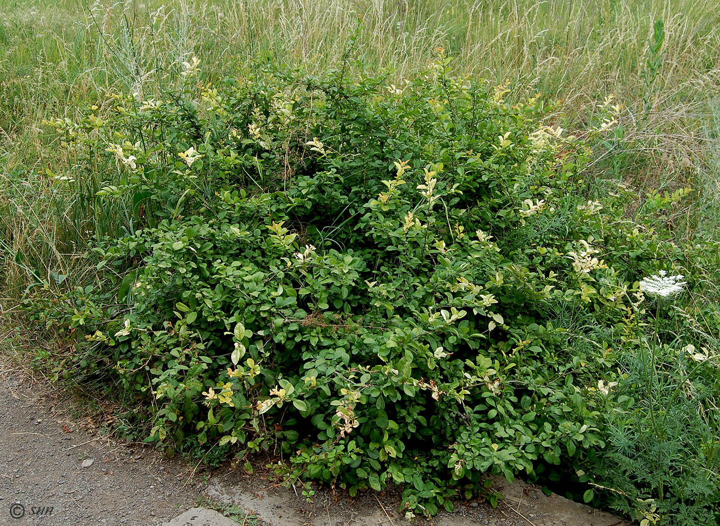 Image of Chaenomeles japonica specimen.