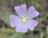 Malva punctata