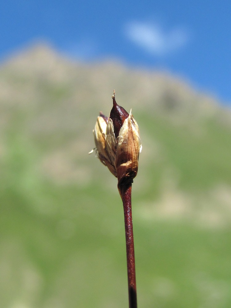 Image of Juncus triglumis specimen.