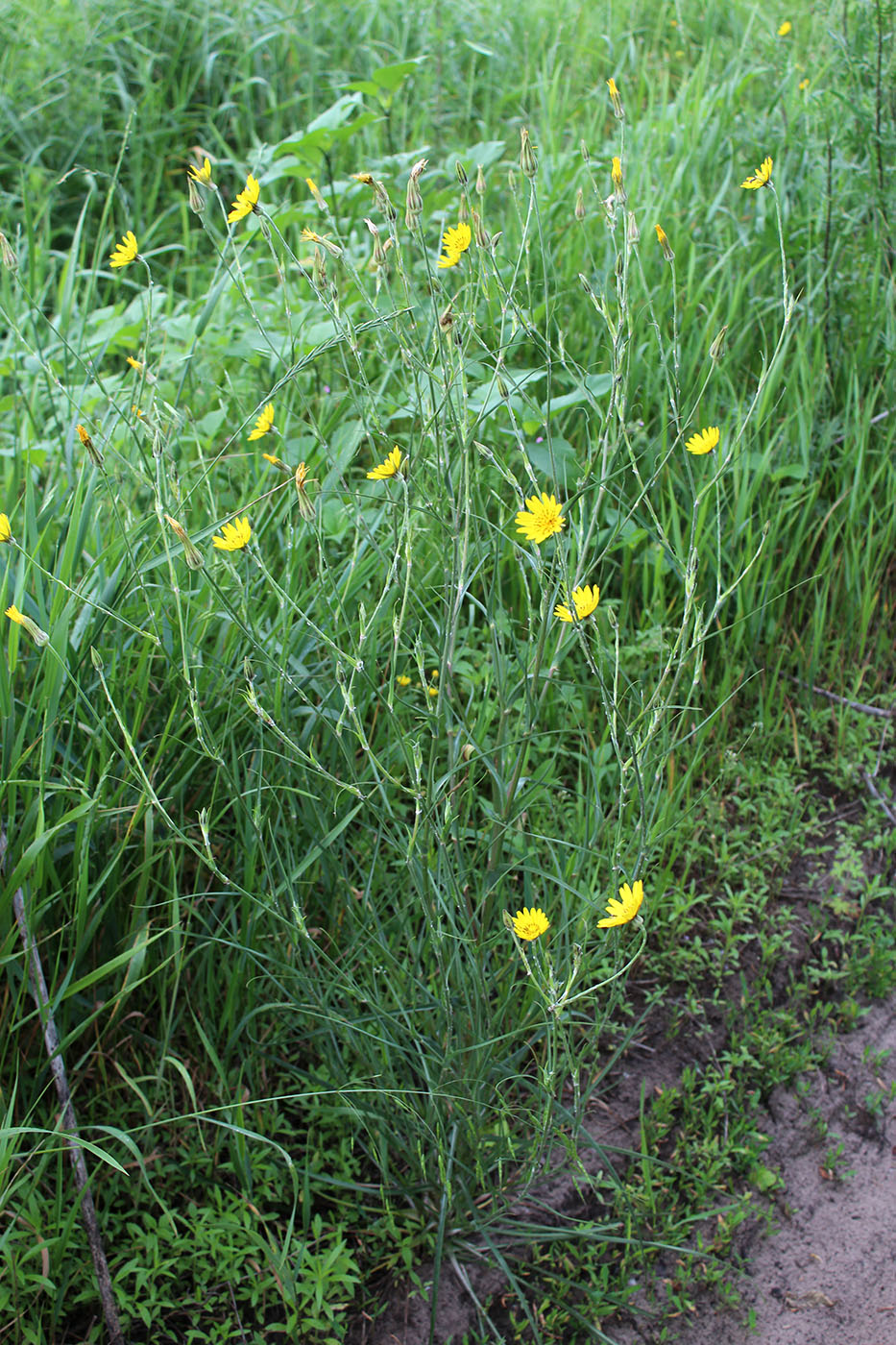 Image of Tragopogon podolicus specimen.