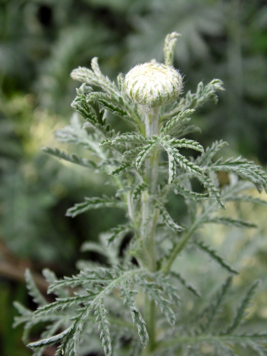 Image of Anthemis tinctoria specimen.