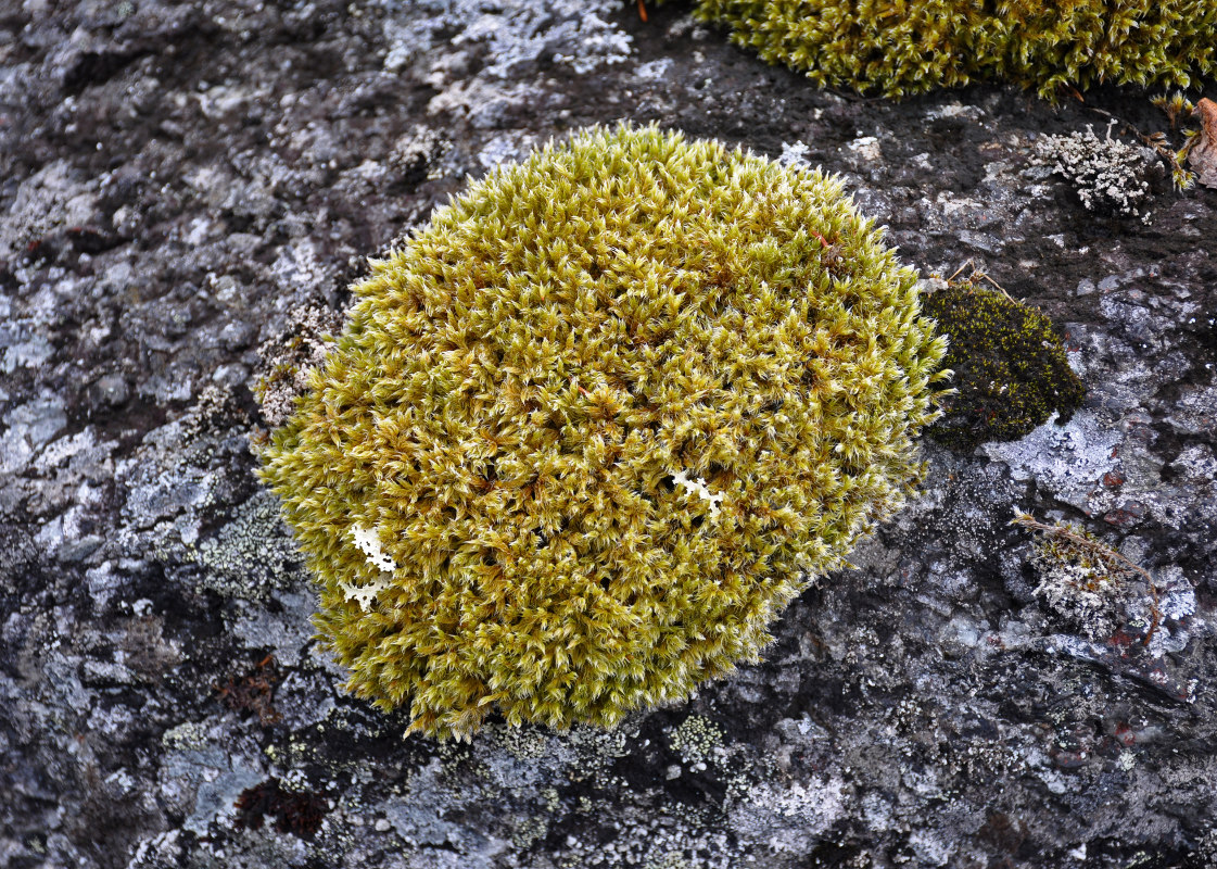 Image of Racomitrium lanuginosum specimen.