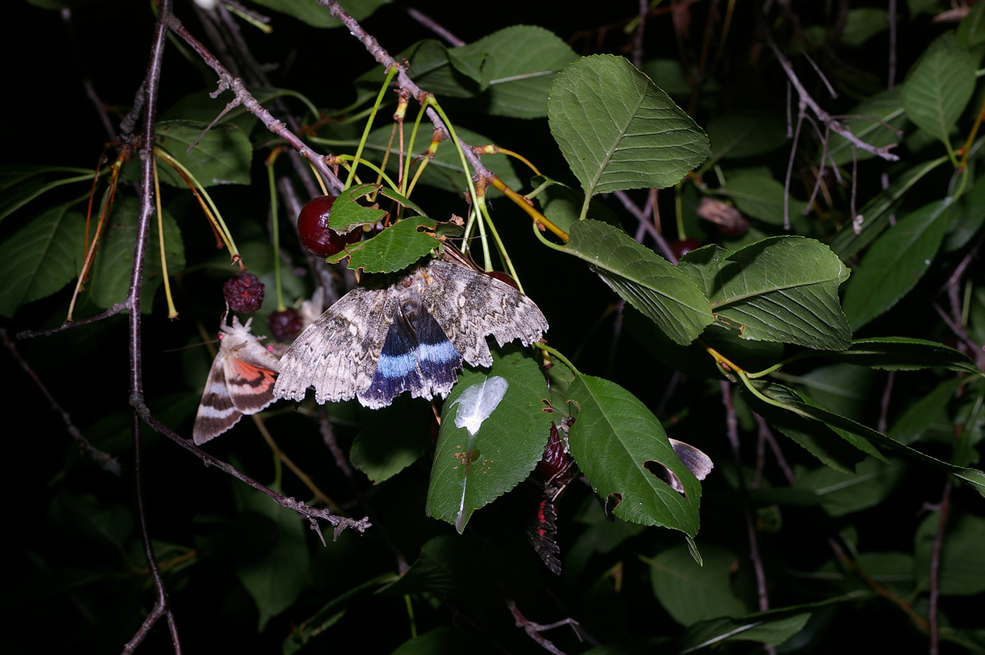 Image of Cerasus vulgaris specimen.