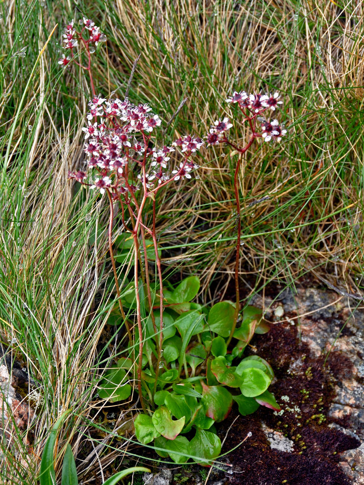 Image of Micranthes melaleuca specimen.