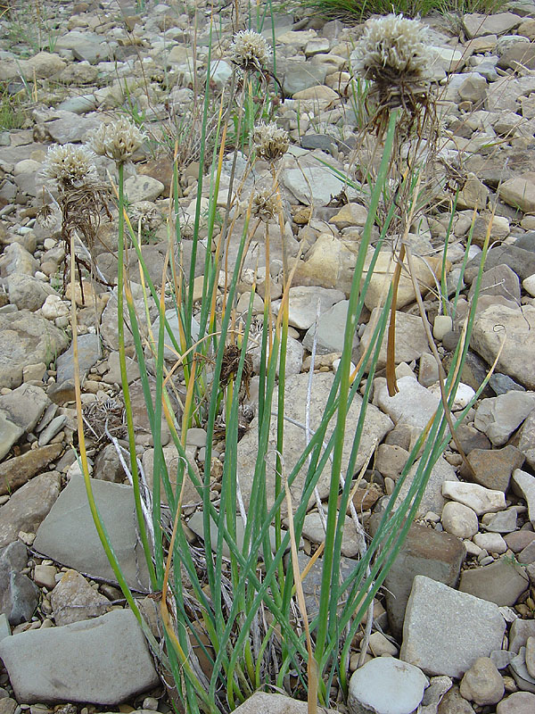 Image of Allium schoenoprasum specimen.