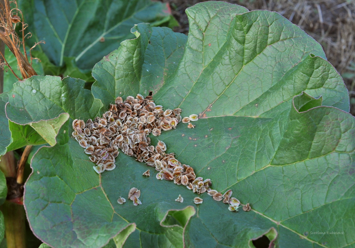 Image of Rheum rhabarbarum specimen.