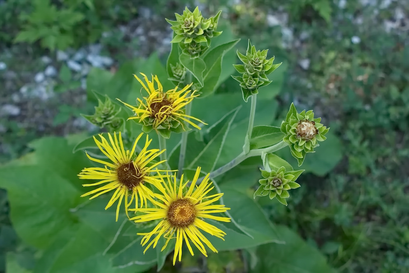 Изображение особи Inula helenium.