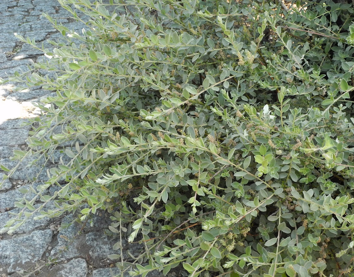 Image of Salix repens specimen.