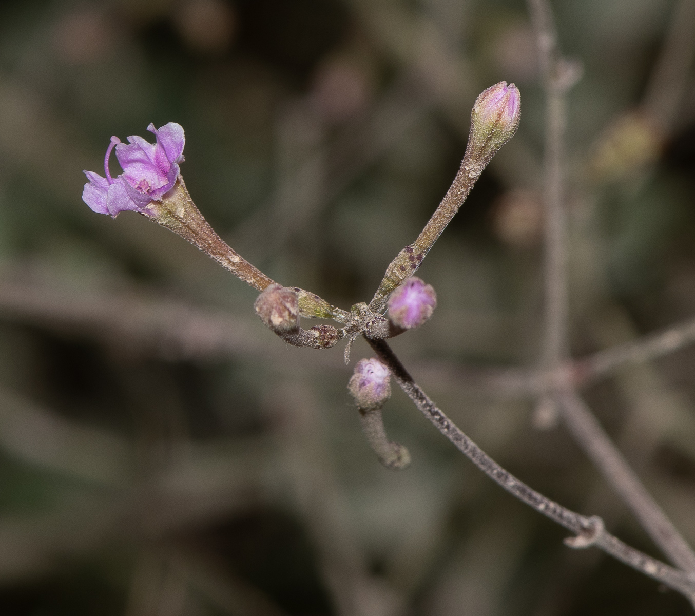 Изображение особи Commicarpus sinuatus.