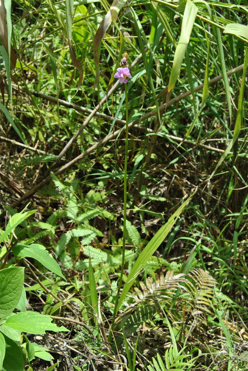 Image of Spathoglottis plicata specimen.