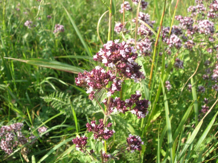 Image of Origanum vulgare specimen.