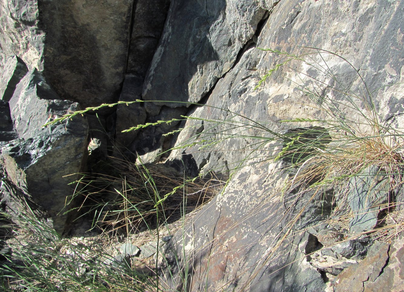 Image of Elytrigia gracillima specimen.