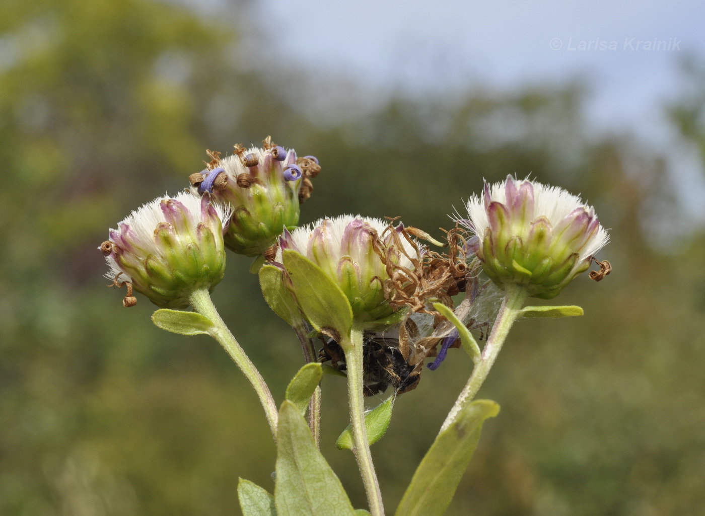 Image of Aster maackii specimen.