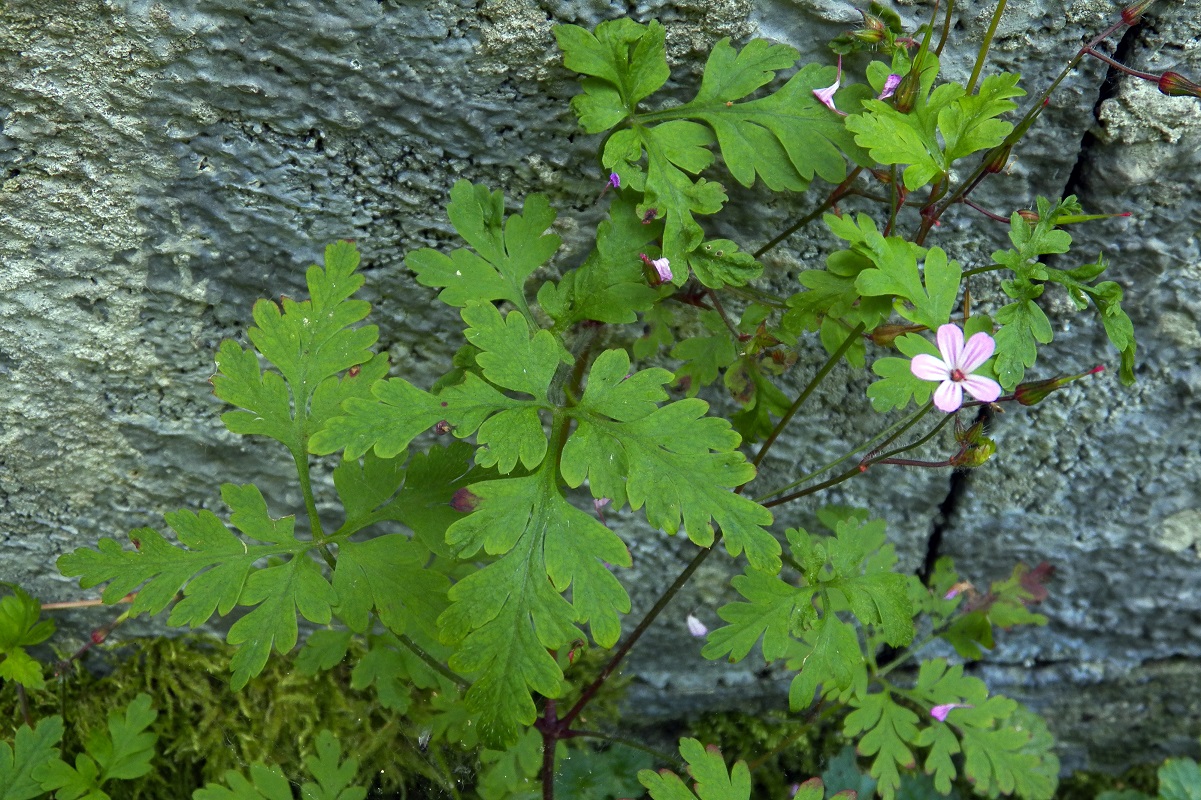 Image of Geranium robertianum specimen.