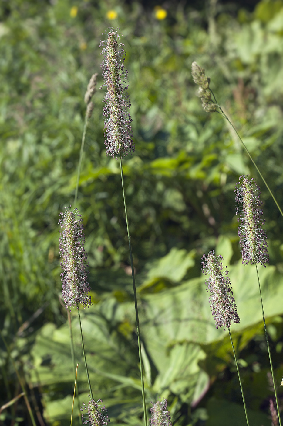 Изображение особи Phleum pratense.