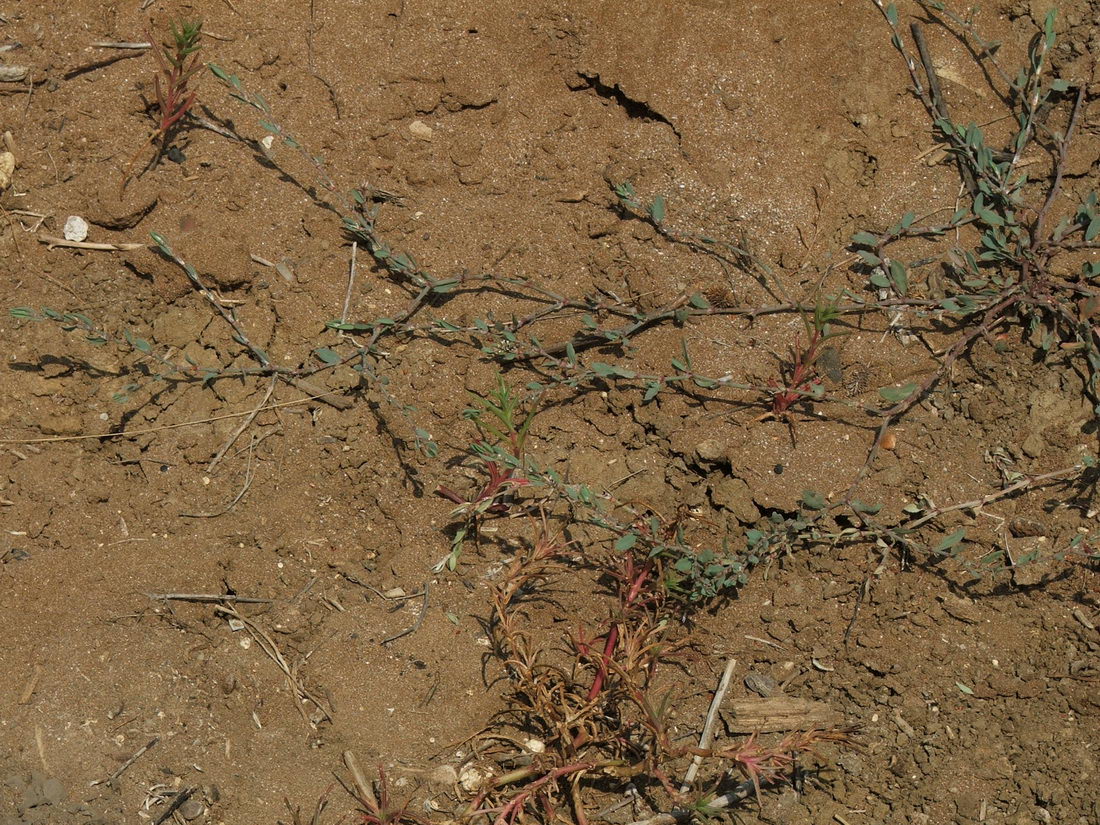 Image of Polygonum maritimum specimen.