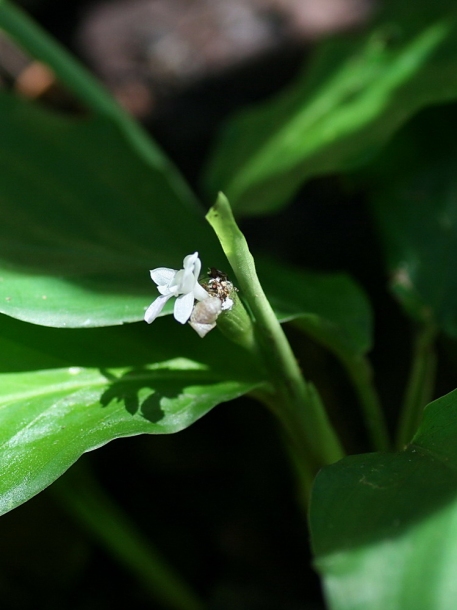 Image of Calathea micans specimen.