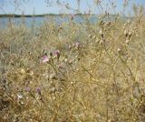 Gypsophila perfoliata. Часть соцветия. Краснодарский край, Ейский р-н, ракушечный пляж на берегу Ясенского залива. 24.08.2010.
