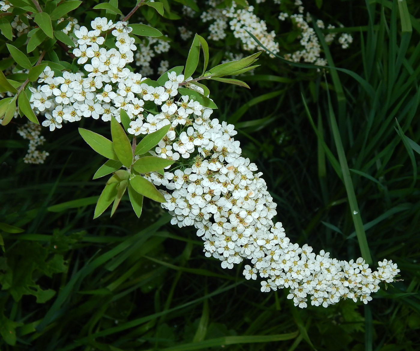 Изображение особи Spiraea &times; cinerea.