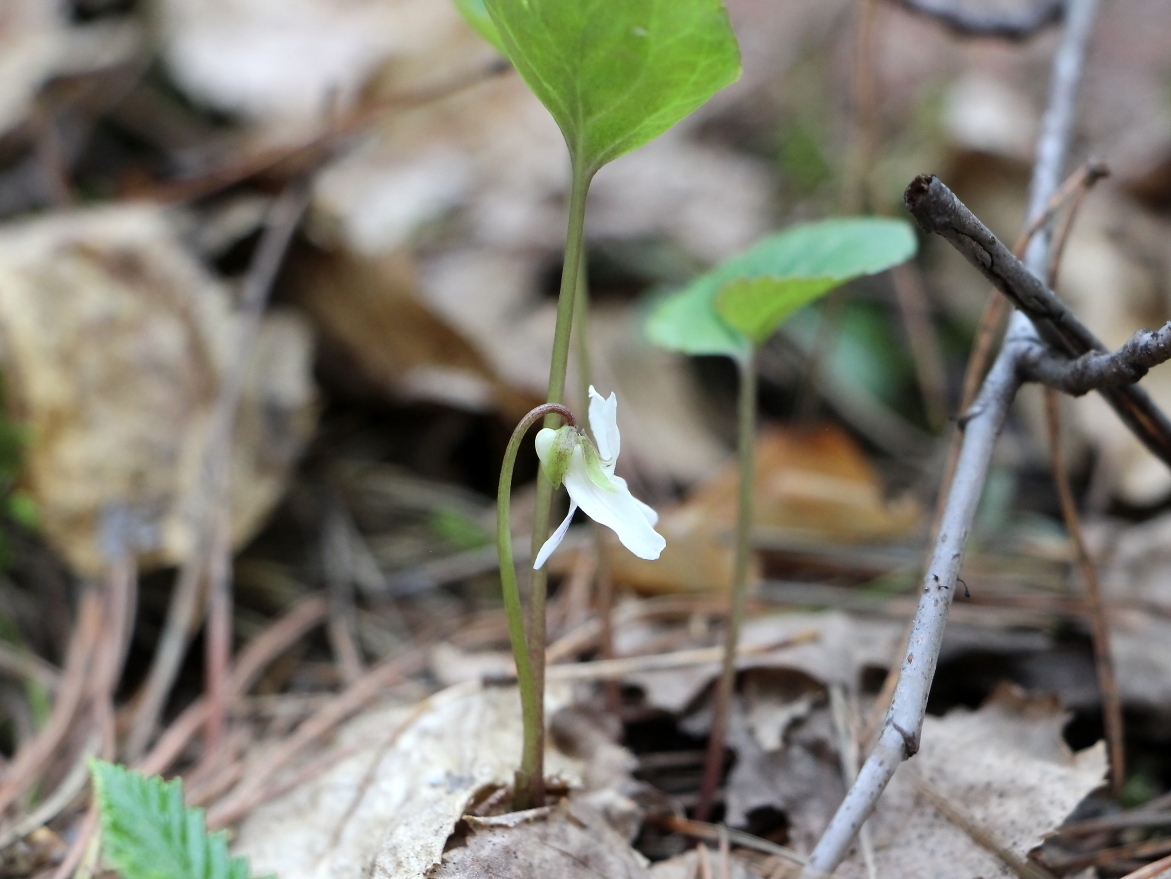 Изображение особи Viola brachyceras.