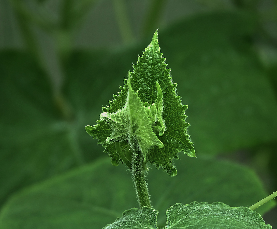 Image of genus Cucurbita specimen.