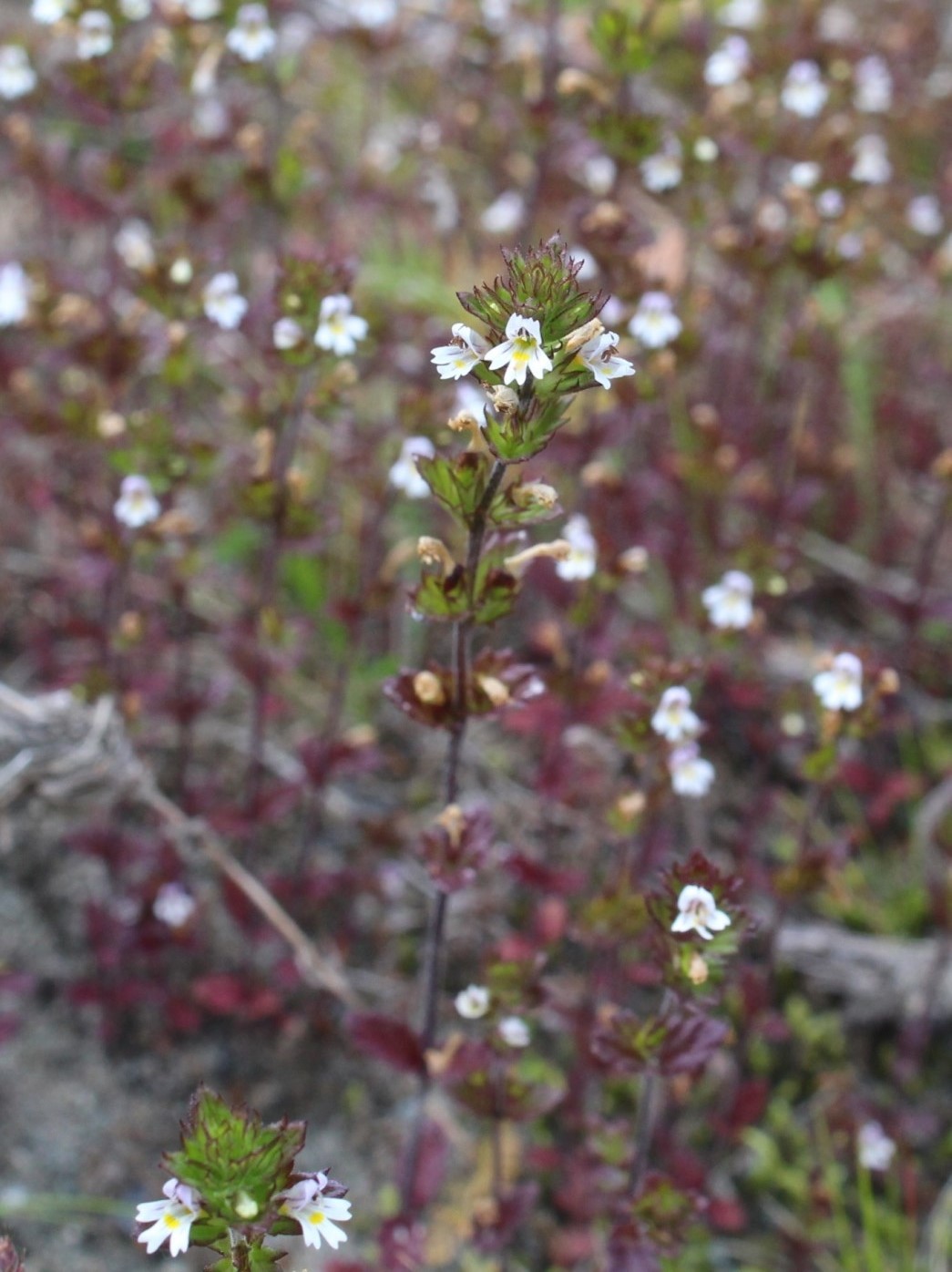 Image of Euphrasia wettsteinii specimen.