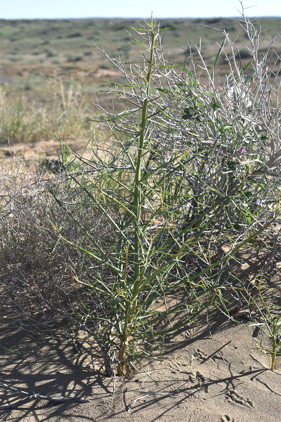 Изображение особи род Astragalus.