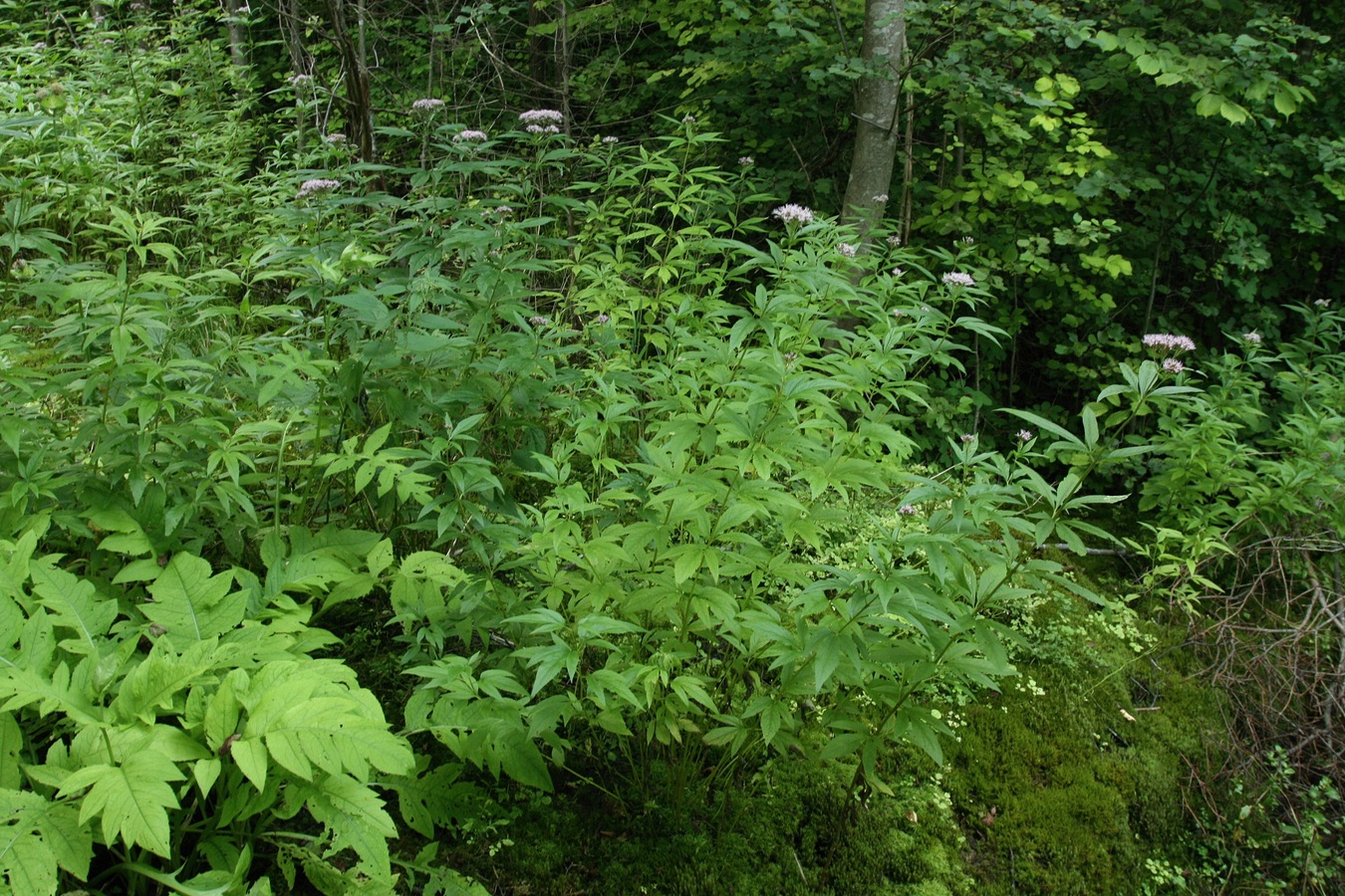 Image of Eupatorium cannabinum specimen.