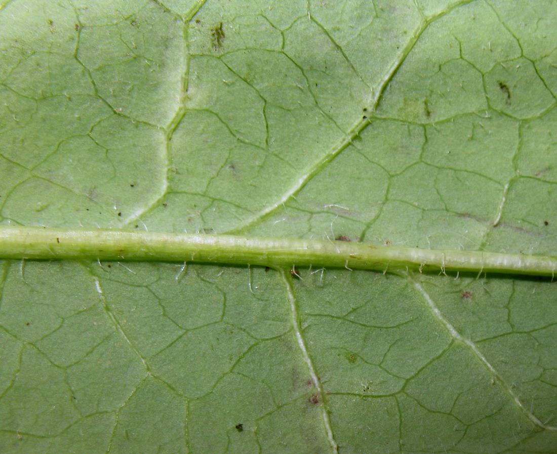 Image of Saussurea stolbensis specimen.