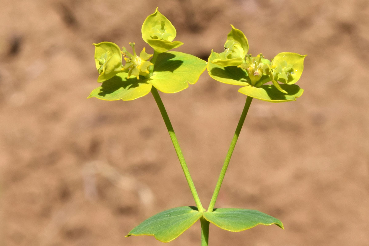 Image of Euphorbia jaxartica specimen.