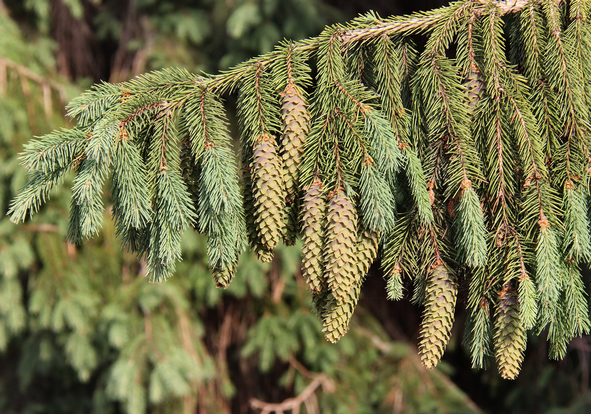 Image of Picea pungens specimen.