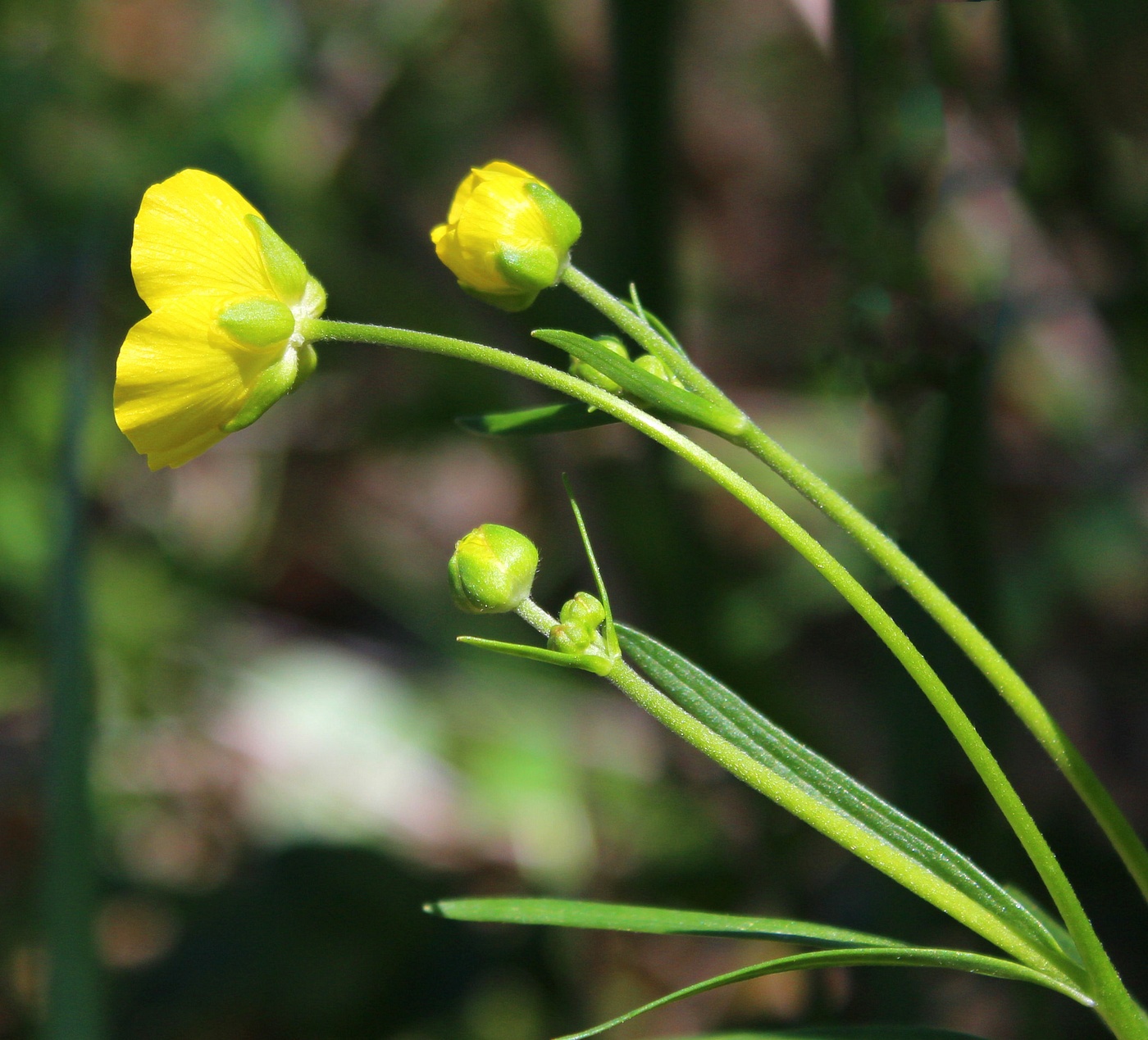 Image of Ranunculus pedatus specimen.