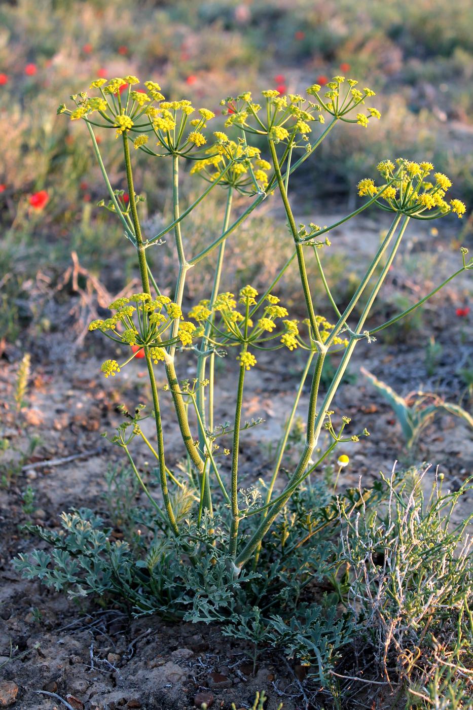 Image of Ferula nuda specimen.