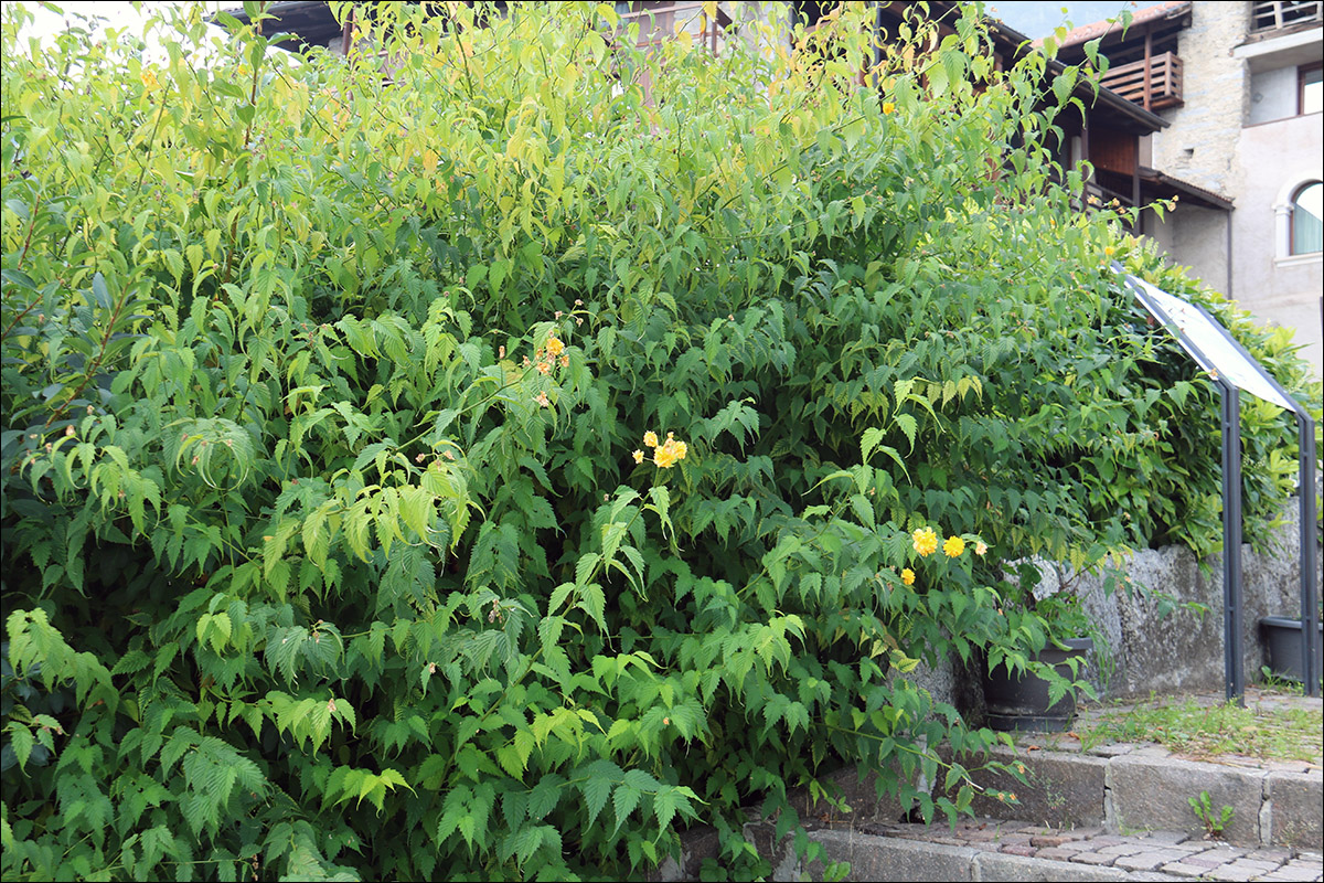 Image of Kerria japonica var. pleniflora specimen.