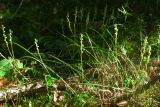 Goodyera repens