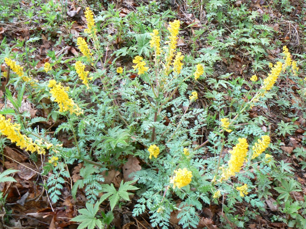 Image of Corydalis speciosa specimen.