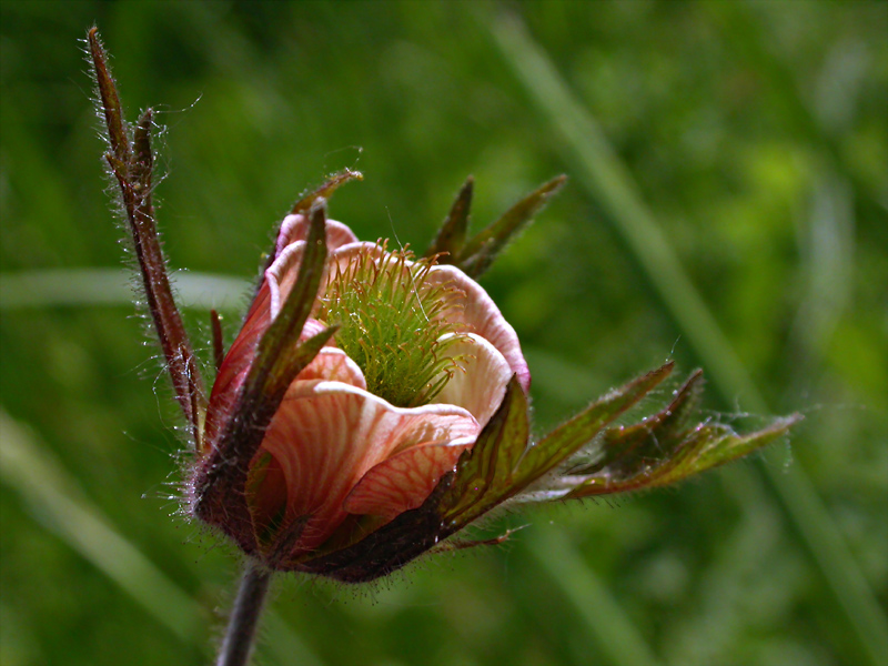 Image of Geum rivale specimen.