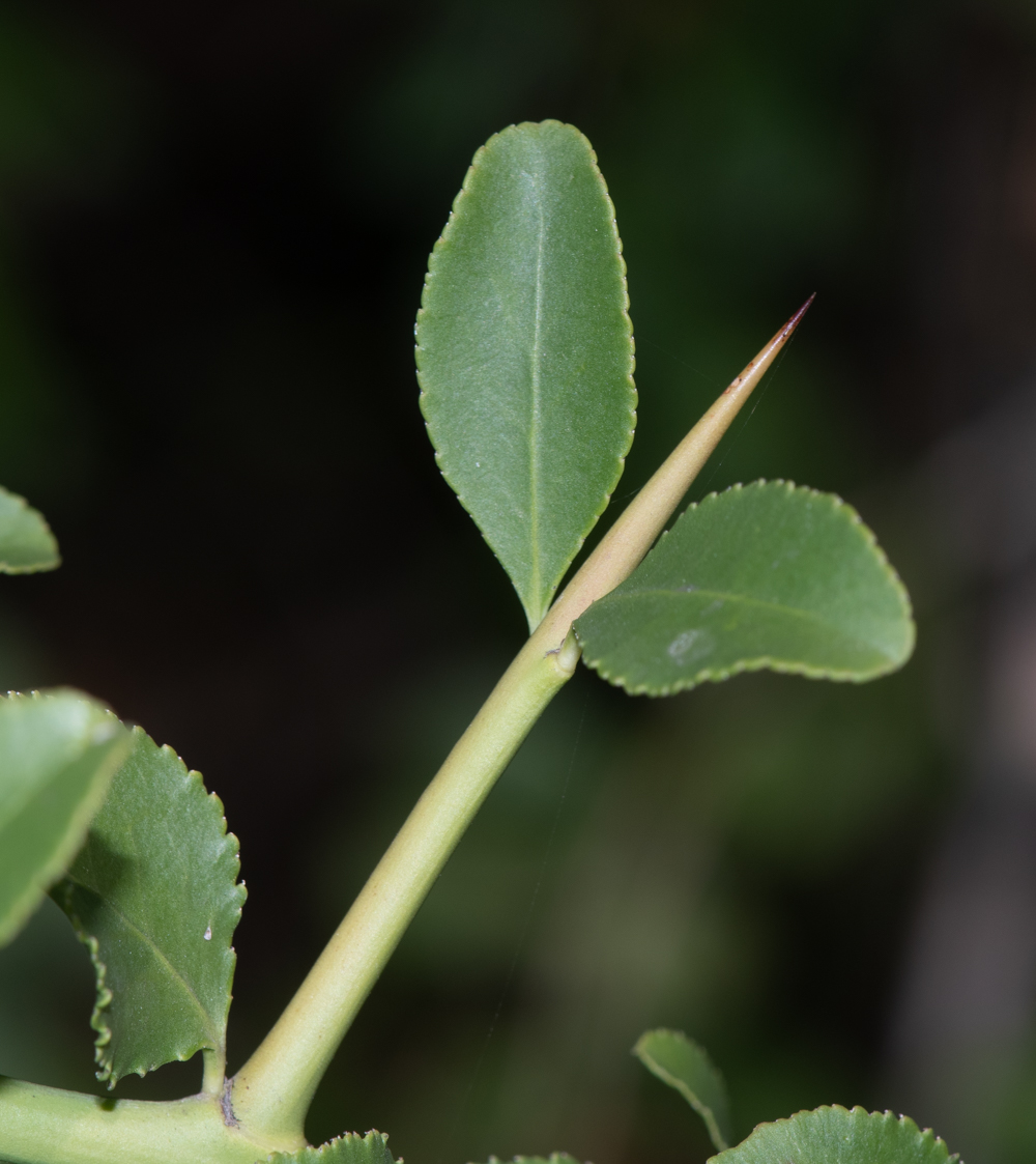 Image of Gymnosporia buxifolia specimen.