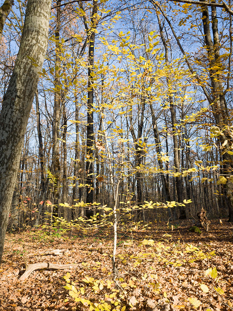 Изображение особи Fagus orientalis.