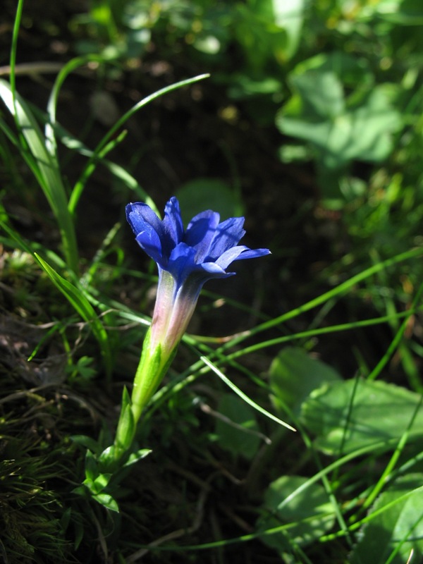 Image of Gentiana dshimilensis specimen.