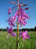 Chamaenerion angustifolium