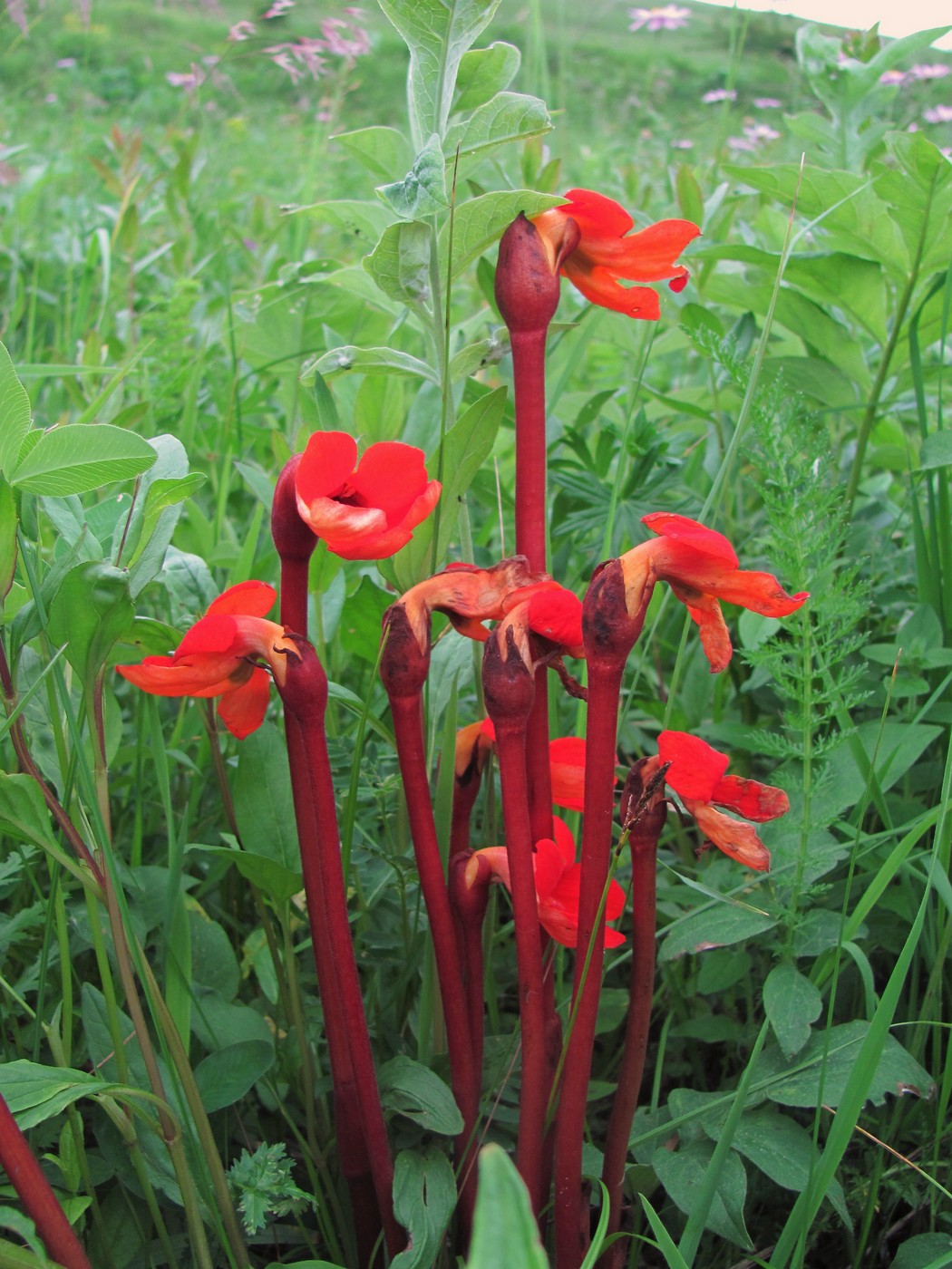 Image of Phelypaea coccinea specimen.